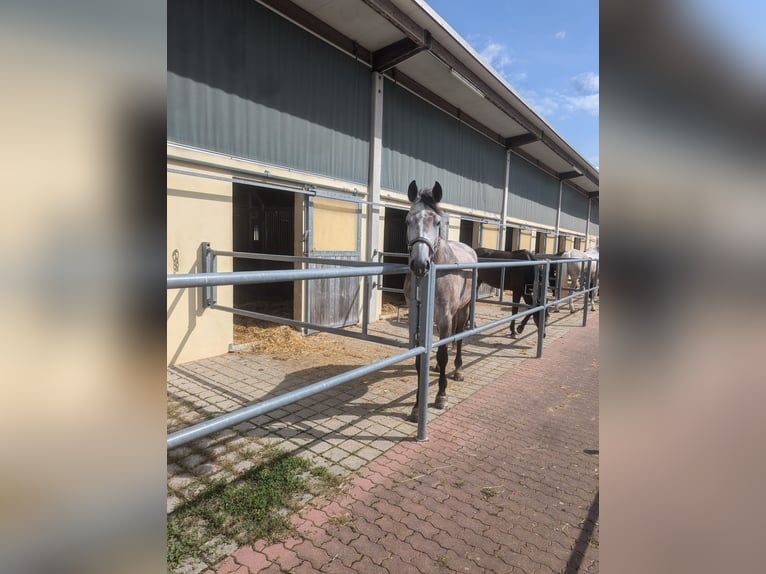 Holsteiner Valack 5 år 179 cm Grå in Walzbachtal