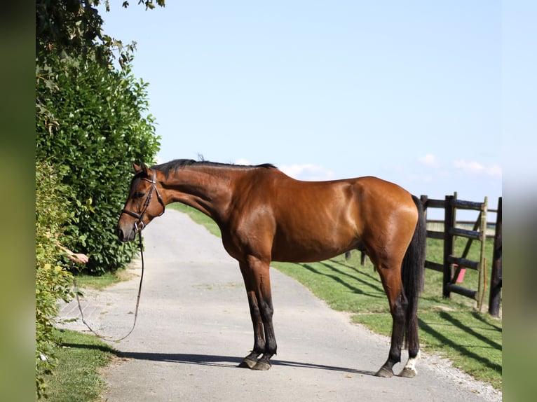 Holsteiner Valack 6 år 164 cm Brun in Warstein