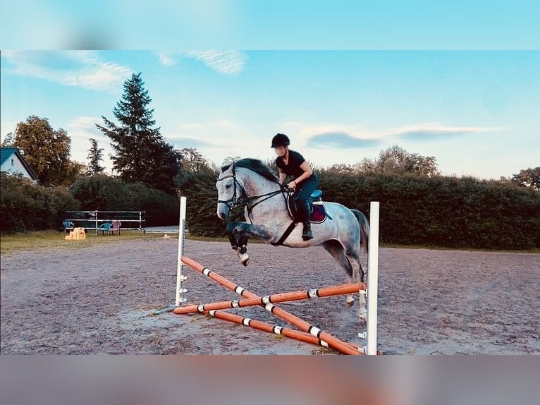 Holsteiner Valack 6 år 165 cm Grå-flugskimmel in Schönwalde OT Pausin