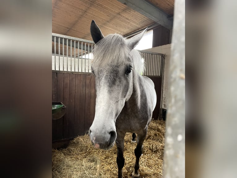 Holsteiner Valack 6 år 167 cm Grå in WoltersdorfSchulendorf