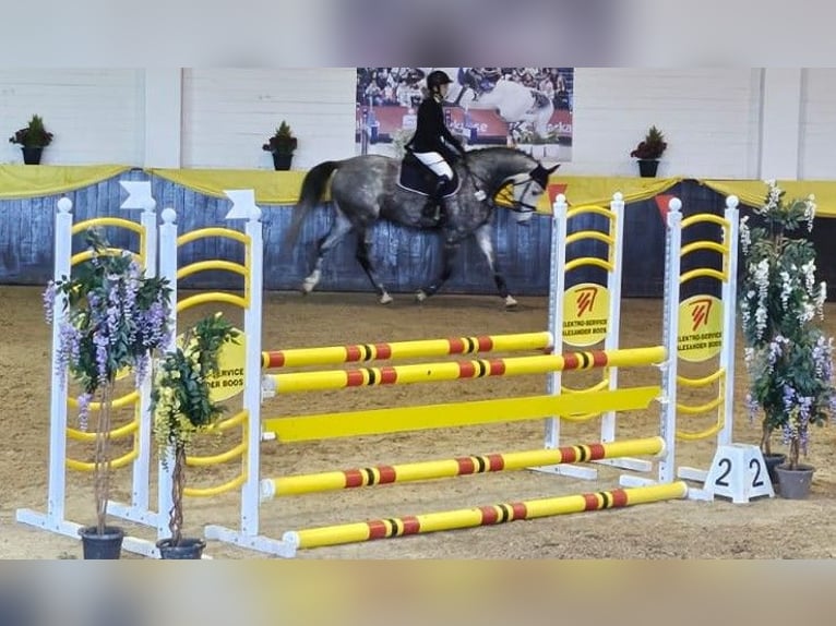 Holsteiner Valack 6 år 167 cm Gråskimmel in Donaueschingen