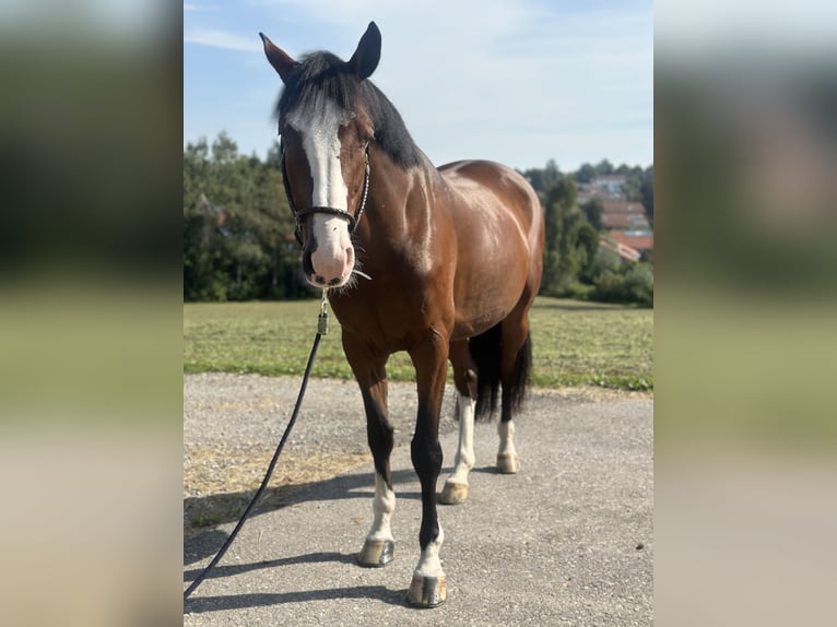 Holsteiner Valack 6 år 168 cm Brun in Altusried