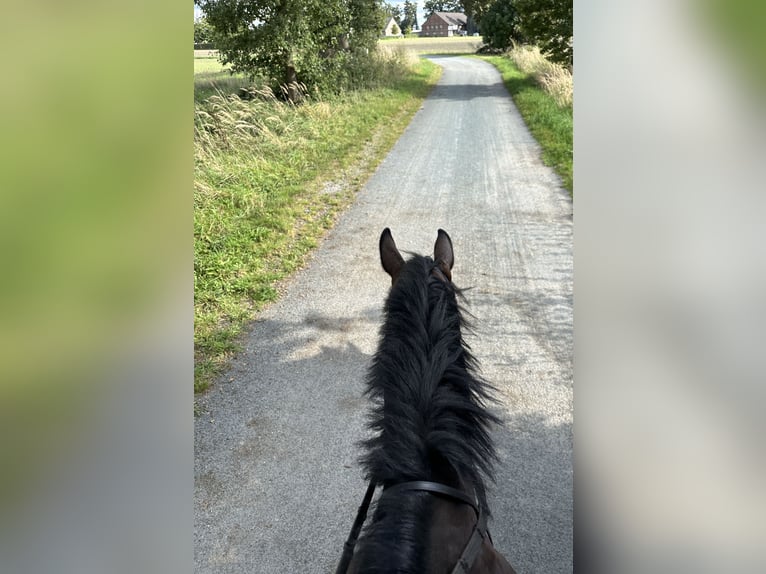 Holsteiner Valack 6 år 174 cm Mörkbrun in Bottrop