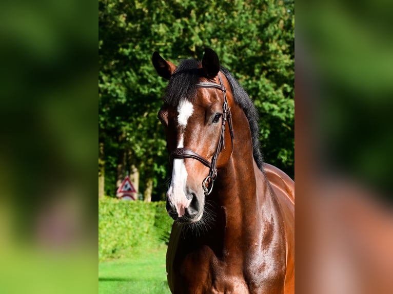 Holsteiner Valack 6 år 174 cm Mörkbrun in Bladel