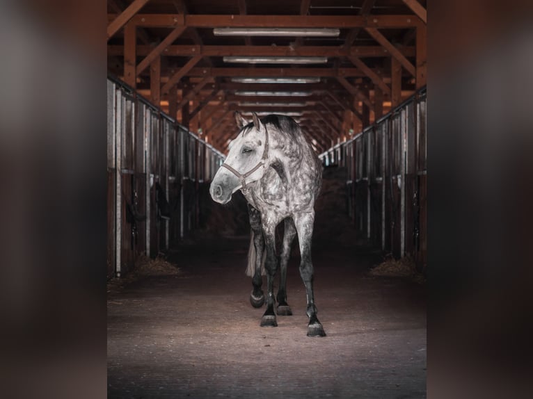 Holsteiner Valack 6 år 175 cm Gråskimmel in Győrújbarát