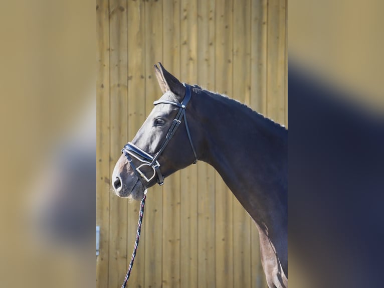 Holsteiner Valack 6 år 175 cm Rökfärgad svart in Heidgraben