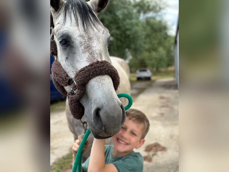 Holsteiner Valack 6 år 179 cm Gråskimmel in Emancé