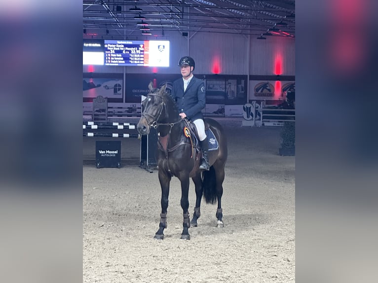 Holsteiner Valack 7 år 169 cm Rökfärgad svart in Sint-Martens-Lennik