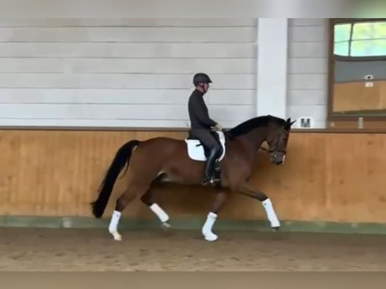 Holsteiner Valack 7 år 170 cm Brun in HoisdorfHoisdorf