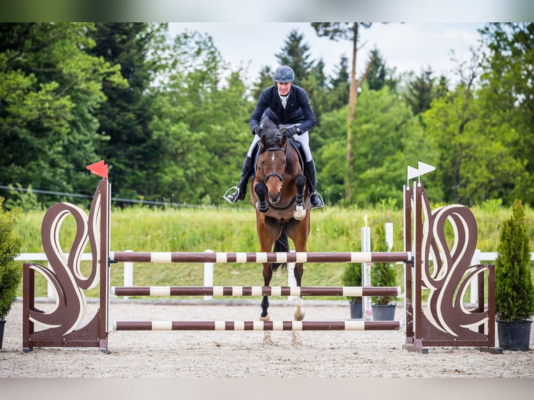 Holsteiner Valack 7 år 170 cm Brun in Altwis