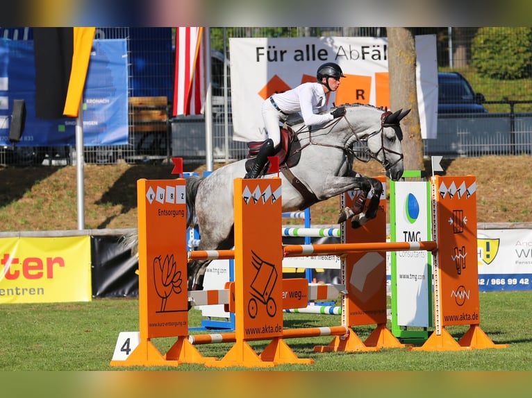 Holsteiner Valack 7 år 170 cm Grå in OhlsbachGengenbach