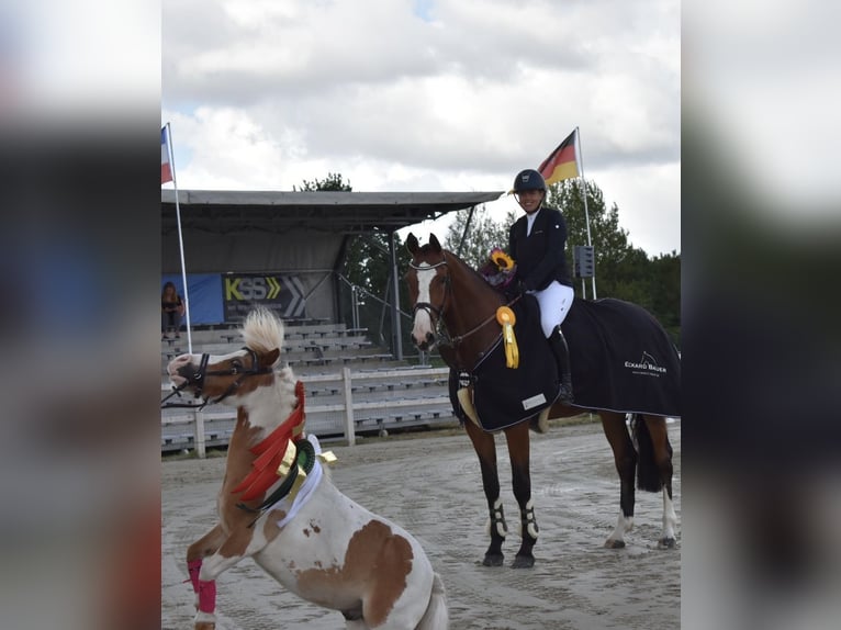 Holsteiner Valack 7 år 175 cm Brun in Schulendorf