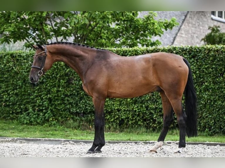 Holsteiner Valack 8 år 167 cm Brun in GROTE-BROGEL