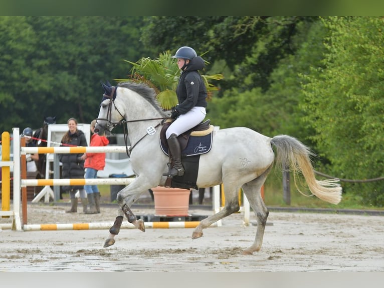 Holsteiner Valack 8 år 168 cm Gråskimmel in Negernbötel