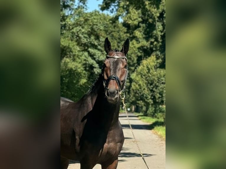 Holsteiner Valack 8 år 168 cm Mörkbrun in Kerpen