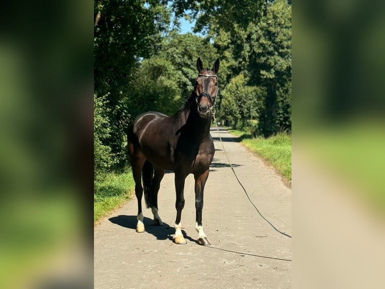 Holsteiner Valack 8 år 168 cm Mörkbrun in Kerpen