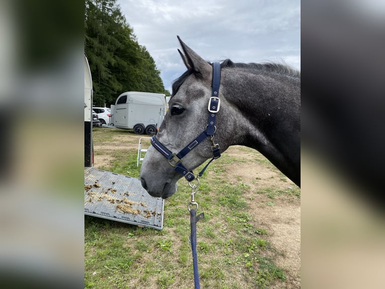 Holsteiner Valack 8 år 170 cm Gråskimmel in Inzell