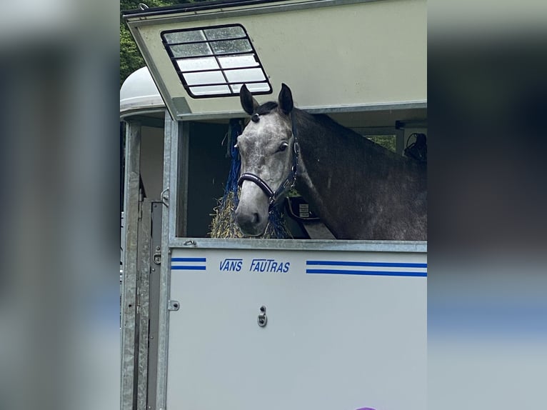 Holsteiner Valack 8 år 170 cm Gråskimmel in Inzell