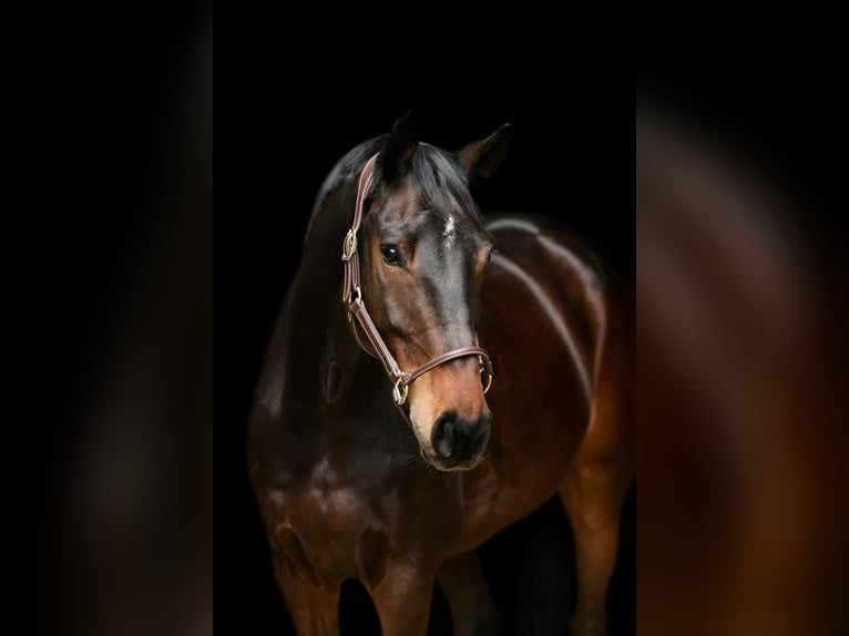 Holsteiner Valack 8 år 170 cm Mörkbrun in Tönisvorst