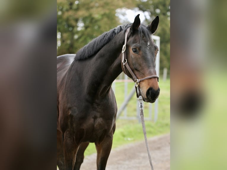 Holsteiner Valack 8 år 170 cm Mörkbrun in Tönisvorst