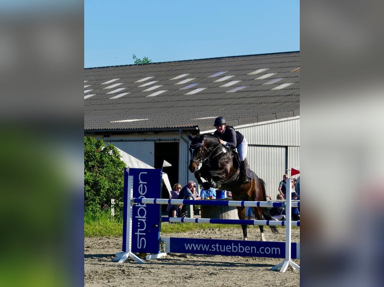 Holsteiner Valack 8 år 173 cm Rökfärgad svart in BehrendorfBehrendorf