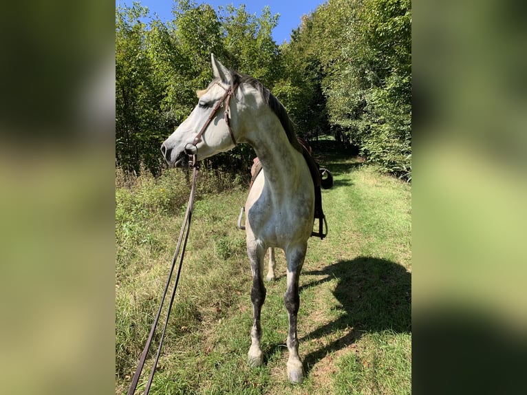 Holsteiner Valack 9 år 168 cm Gråskimmel in Söchau