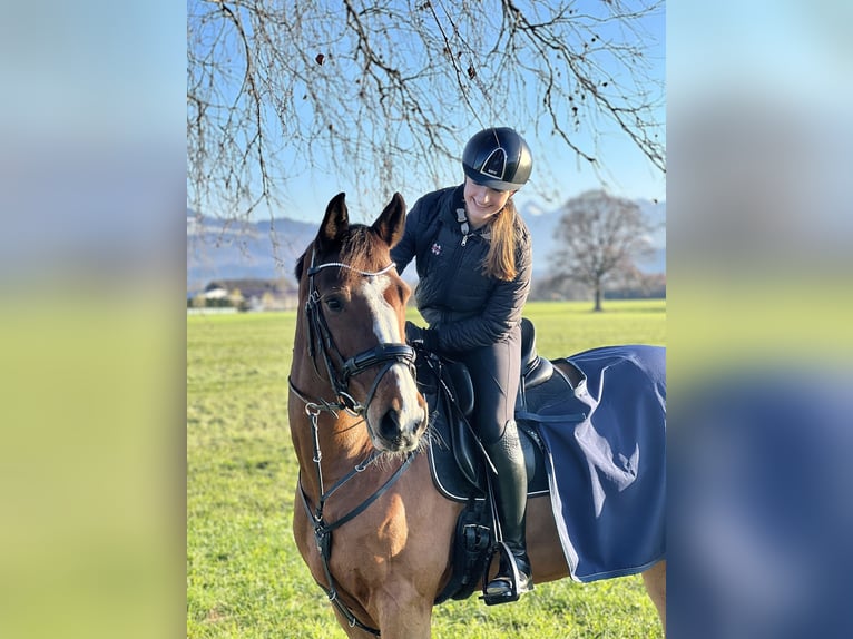 Holsteiner Valack 9 år 170 cm Brun in Brederis