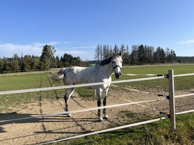 Holsteiner Valack 9 år 172 cm Grå in Reichenbach