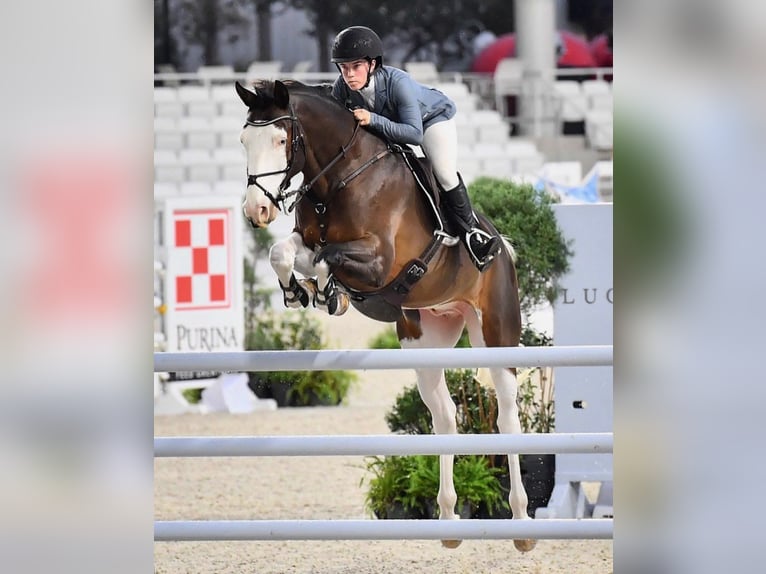 Holsteiner Valack 9 år Tobiano-skäck-alla-färger in Granada