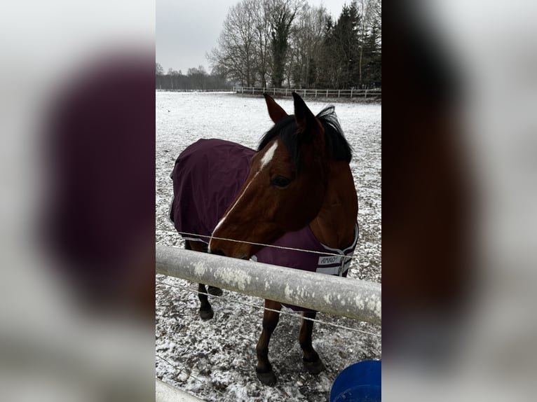 Holsteiner Mix Wallach 10 Jahre 162 cm Brauner in Hochdonn