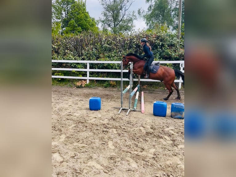 Holsteiner Mix Wallach 10 Jahre 162 cm Brauner in Hochdonn