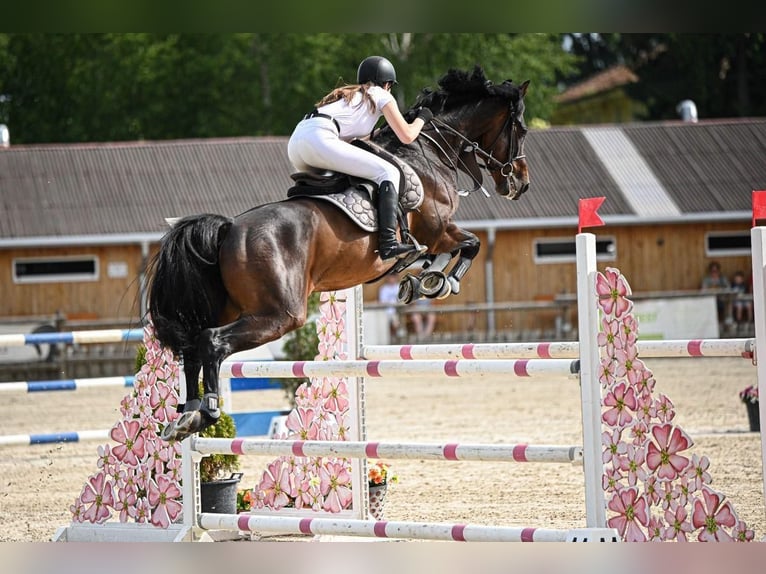 Holsteiner Wallach 10 Jahre 163 cm Brauner in Meschede