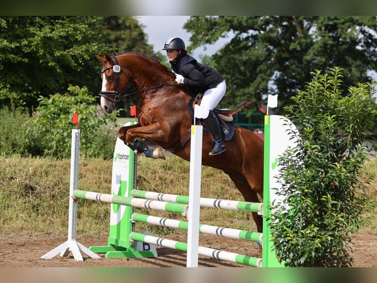 Holsteiner Wallach 10 Jahre 164 cm Fuchs in Sch&#xF6;nberg