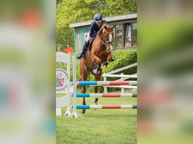 Holsteiner Wallach 10 Jahre 164 cm Fuchs in Sch&#xF6;nberg