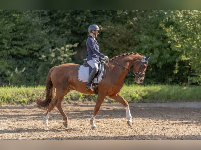 Holsteiner Wallach 10 Jahre 164 cm Fuchs in Sch&#xF6;nberg