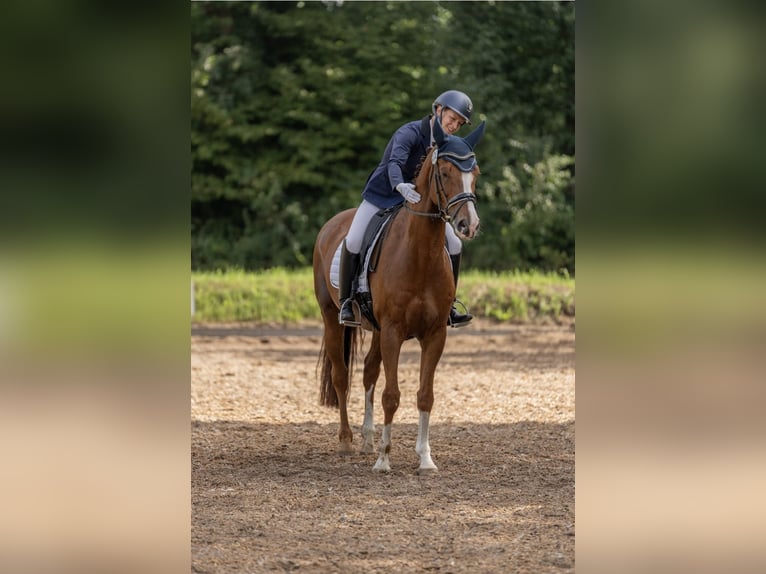 Holsteiner Wallach 10 Jahre 164 cm Fuchs in Sch&#xF6;nberg