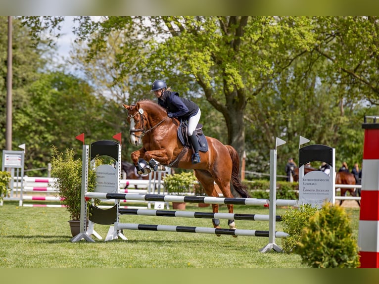 Holsteiner Wallach 10 Jahre 164 cm Fuchs in Sch&#xF6;nberg
