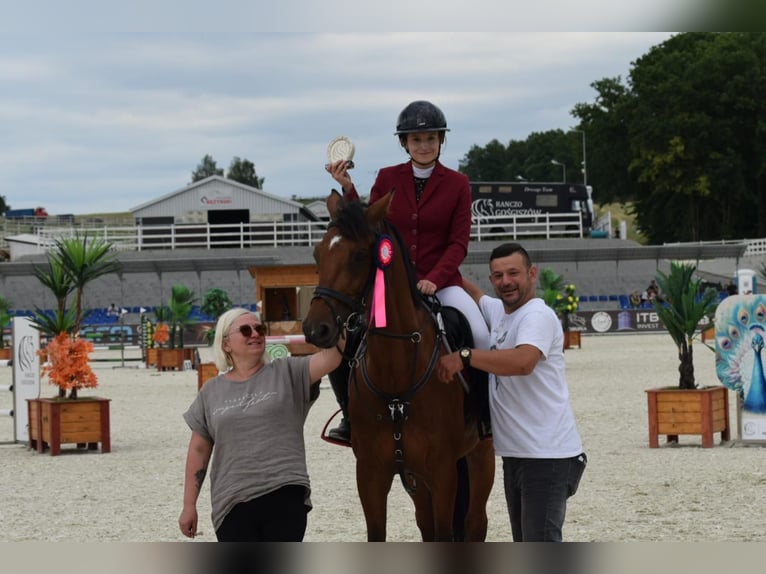 Holsteiner Wallach 10 Jahre 164 cm in Raciborowice G&#xF3;rne
