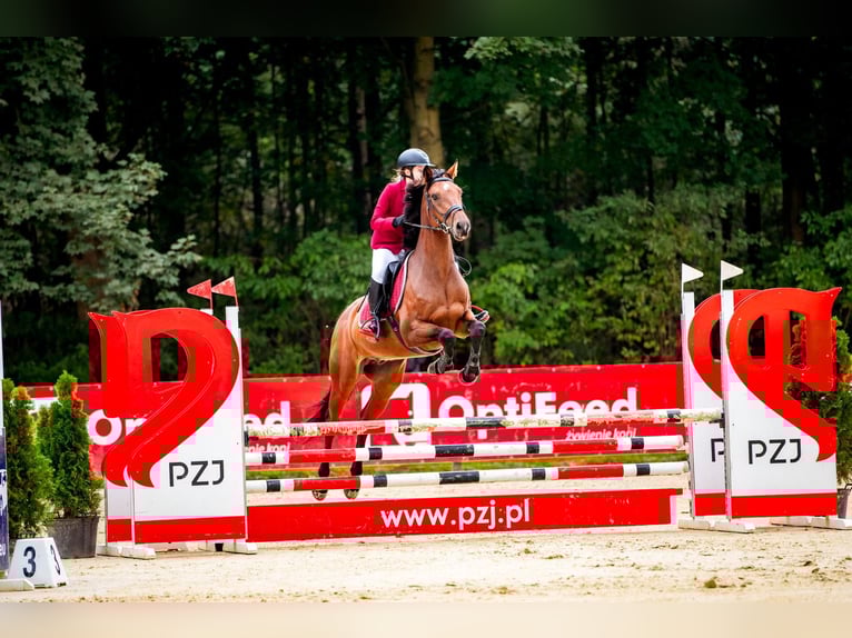 Holsteiner Wallach 10 Jahre 164 cm in Raciborowice G&#xF3;rne
