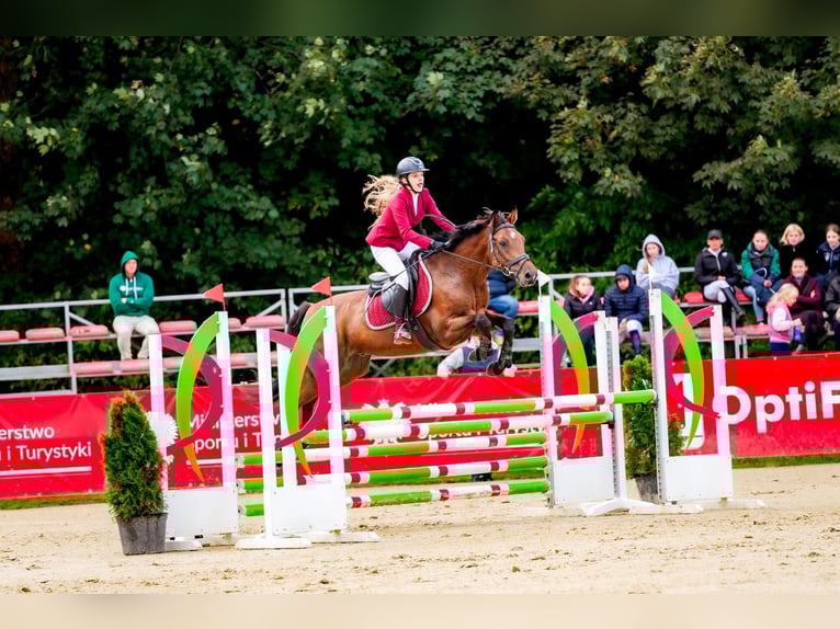 Holsteiner Wallach 10 Jahre 164 cm in Raciborowice G&#xF3;rne