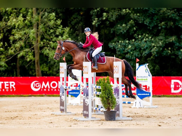 Holsteiner Wallach 10 Jahre 164 cm in Raciborowice G&#xF3;rne
