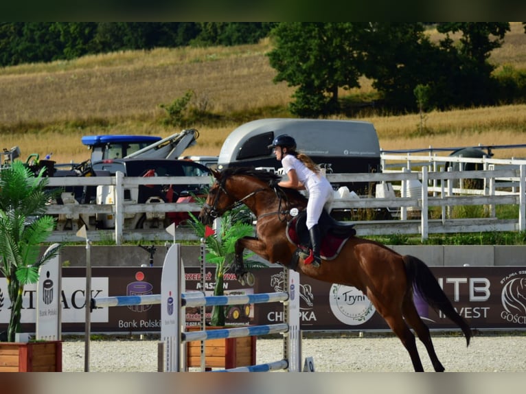 Holsteiner Wallach 10 Jahre 164 cm in Raciborowice G&#xF3;rne