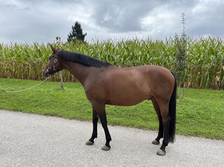 Holsteiner Wallach 10 Jahre 165 cm Brauner in Du&#xDF;lingen