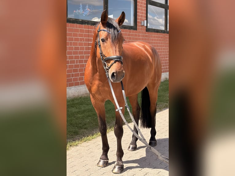 Holsteiner Wallach 10 Jahre 166 cm Brauner in Adelebsen