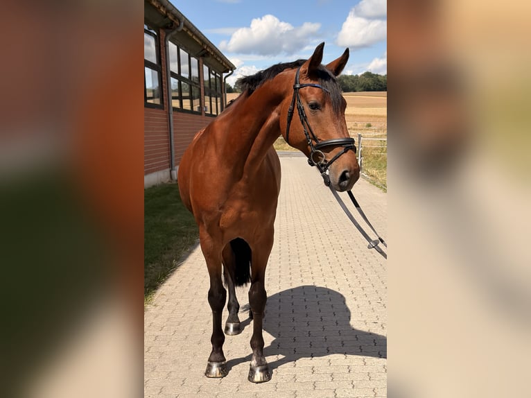 Holsteiner Wallach 10 Jahre 166 cm Brauner in Adelebsen