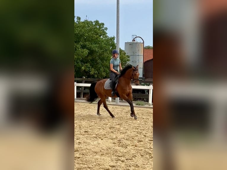 Holsteiner Wallach 10 Jahre 166 cm Brauner in Adelebsen