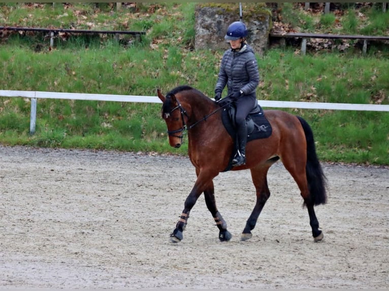 Holsteiner Wallach 10 Jahre 166 cm Brauner in Adelebsen