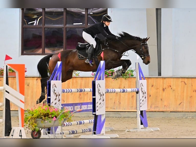 Holsteiner Wallach 10 Jahre 168 cm Dunkelbrauner in Olsztyn