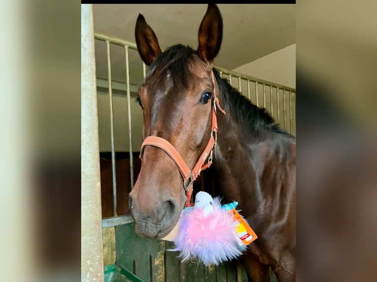 Holsteiner Wallach 10 Jahre 168 cm Dunkelbrauner in Olsztyn