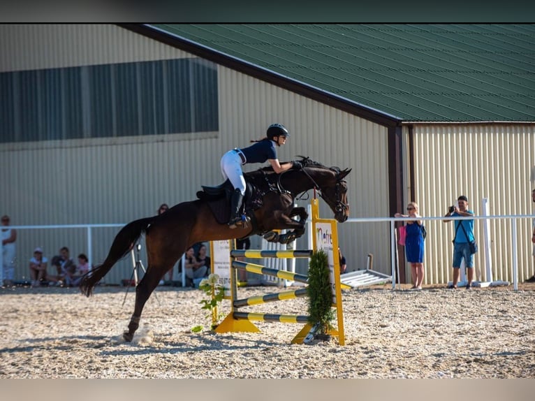 Holsteiner Wallach 10 Jahre 168 cm Dunkelbrauner in Olsztyn